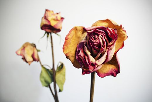 Three withered roses on a white background with vignetting.