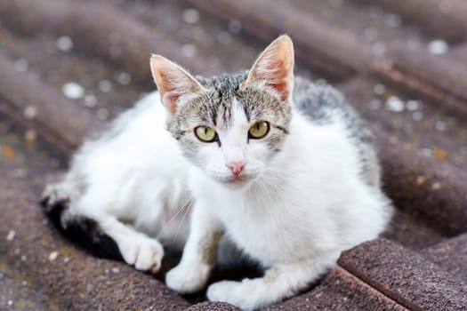 close up front view of cat on tile roof with shallow focus