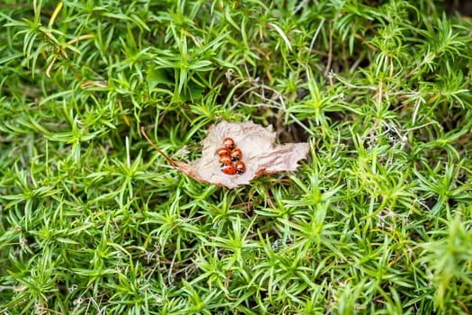ladybugs on a dry leaf and green background