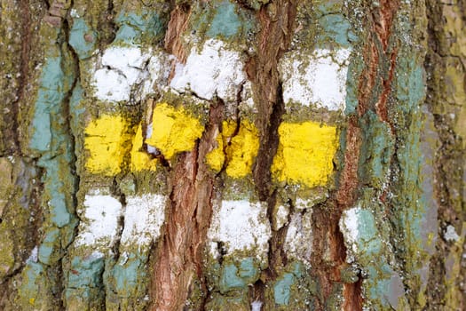 tree bark texture, pattern for background or backdrop use