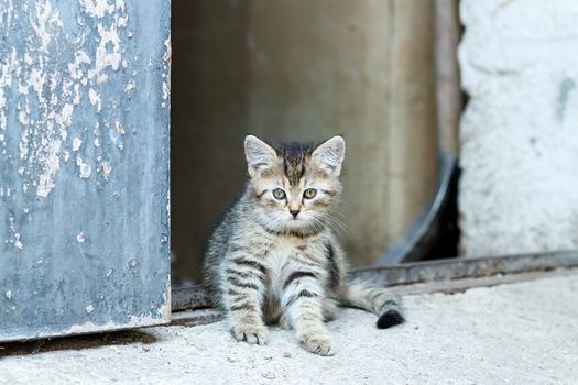 portrait of small baby cat, rural scene, shallow focus