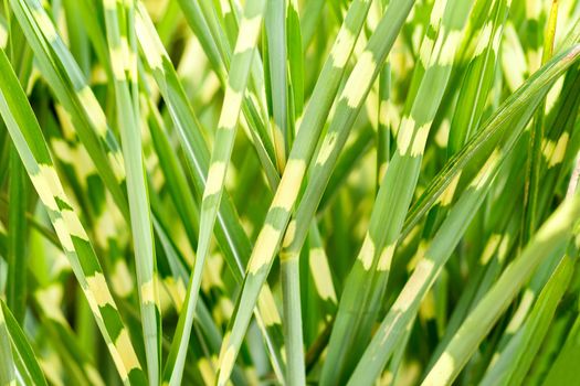 photo of nice grass for background or nackdrop