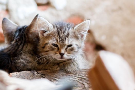 portrait of small baby cat, rural scene, shallow focus