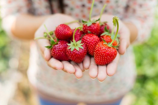 woman showing red strawberry on hands in farm