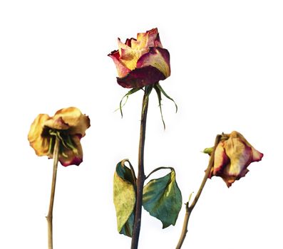 Three withered roses on a white background with vignetting.