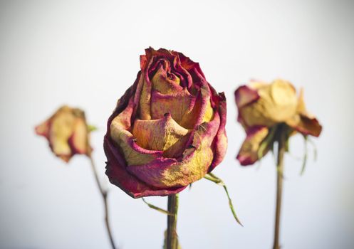 Three withered roses on a white background with vignetting.