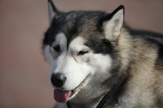 Portrait of  Siberian huskies, close to