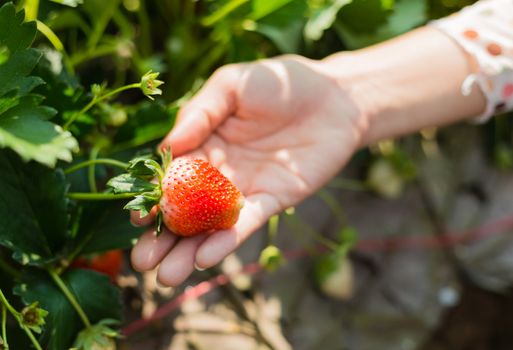 woman showing red strawberry on hand in farm