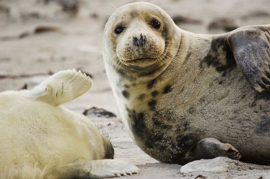 Cute picture of a gray seal family on the island Helgoland in Germany.
