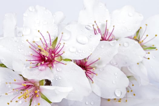 Blossoming almond flowers close up