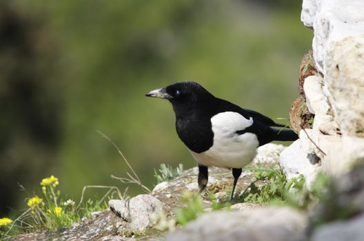 In european folklore the magpie is seen an omen of ill fortune. It is one of the most intelligent animals in the world.