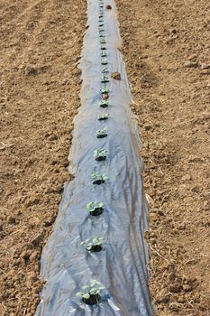 Some plants on a field covered with a plastic carpet