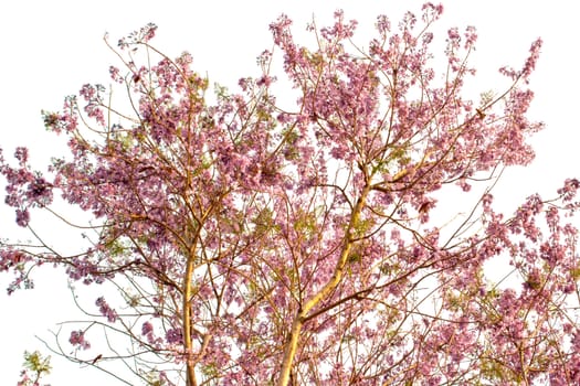 Blooming tree in spring with pink flowers