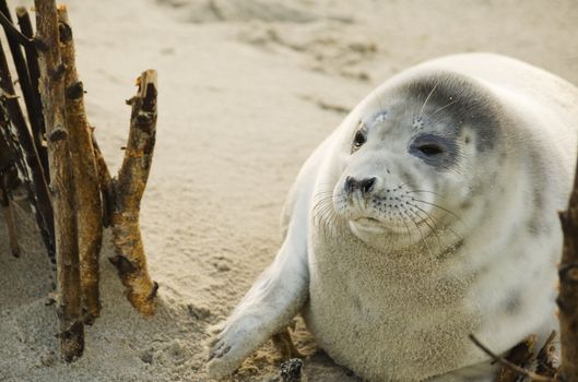 A well fed young gray seal at the beach of the island Helgoland in Germany.