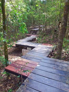 Boardwalk among trees lead to deep forest