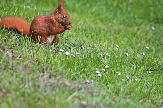 A red squirrel sitting on a green meadow with daisies. Shallow depth of field. Much free copy space.