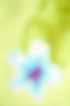 Unusual  bright tender flower as fuzzy blurred background