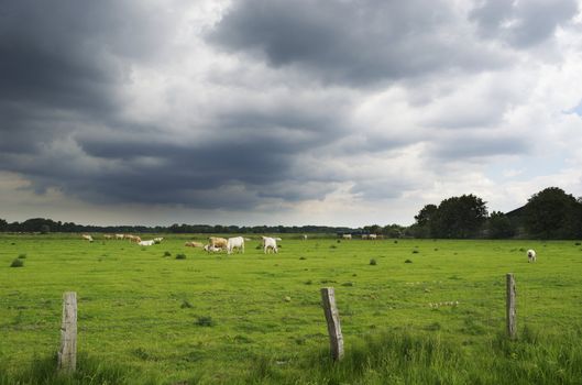A pasture with cattle. Dark clouds are gathering in the sky.