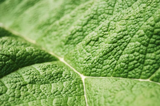 Close-up shot of a big green leaf. Selective focus.
