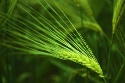 The seed head of young green barley. Shallow depth of field.