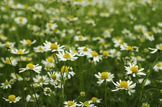 A field of chamomile. Shallow depth of field. Focus on foreground plant.