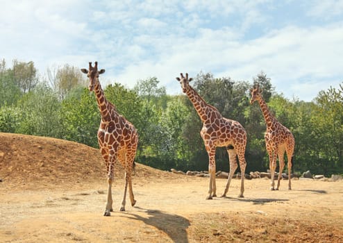 A family of three giraffes walking together in the wild.