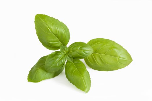 Closeup of fresh basil sprig on a white background.