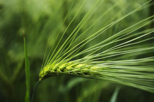 The seed head of young green barley. Shallow depth of field.
