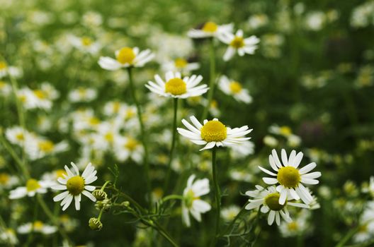 A field of chamomile. Shallow depth of field. Focus on foreground plant.
