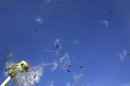 Dandelion Seeds or the blowball. Focus is set on the flying seeds in the middle of the picture.