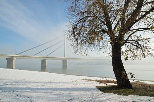 Winter morning by Danube river with tree and bridge in fog