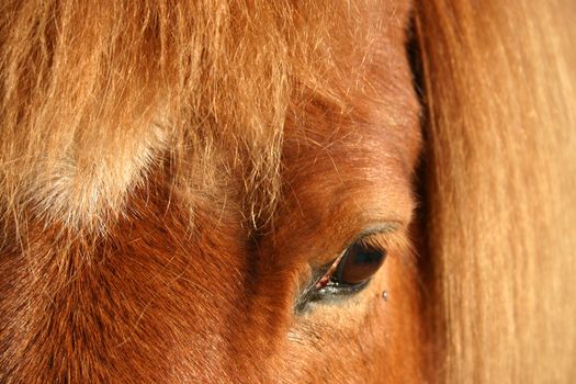 danish horses on a field in the summer 
