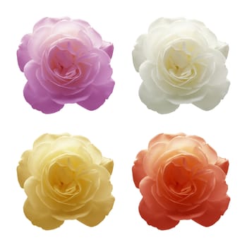 Four roses in four different colors. White, red, yellow and violet. Composition of four images.