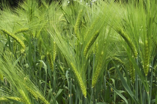 A field of young green barley. Shallow depth of field.