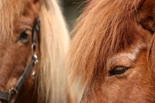 danish horses on a field in the summer 
