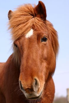 danish horses on a field in the summer 
