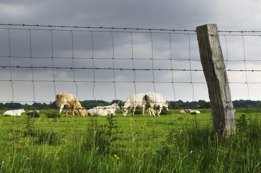 A group of cattle on the meadow behind a fence.