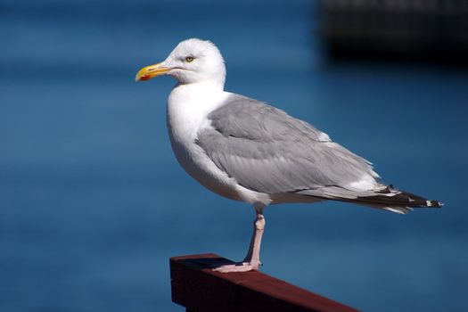 seagull in denmark