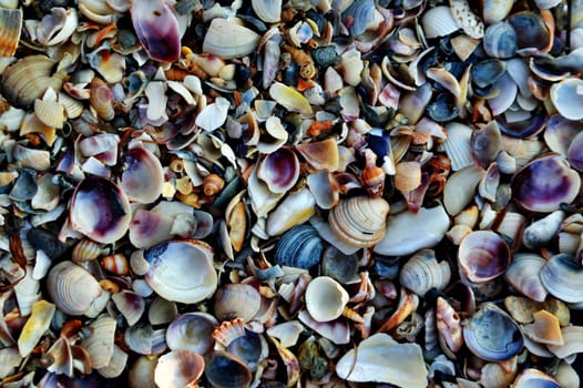 beautiful chaos of a variety of seashells