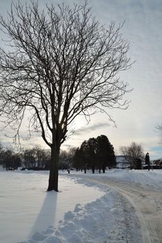 Winter Landscape with Tree and Traces on a Snow