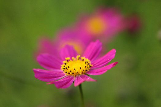 Cosmos Flower Green Background