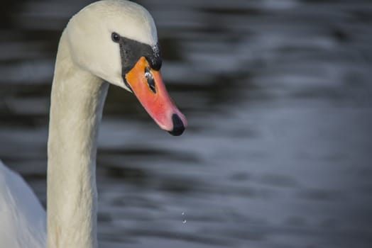 mute swan is a large wetland associated bird belonging to the duck family, the image is shot one february day in 2013 by tista river in Halden.