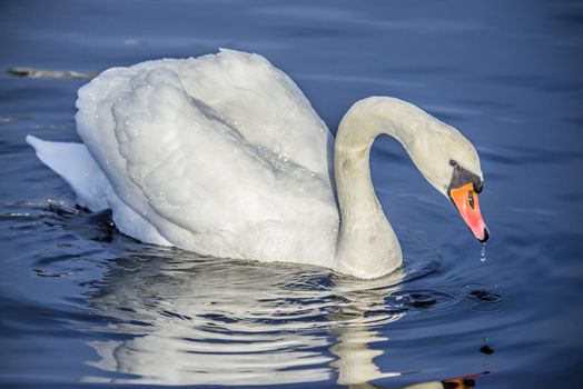 mute swan is a large wetland associated bird belonging to the duck family, the image is shot one february day in 2013 by tista river in Halden.