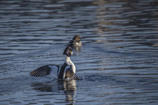 the common goldeneye (bucephala clangula) is a medium-sized sea duck of the genus bucephala, the goldeneyes, the image is shot at tista river in halden city one day in january 2013