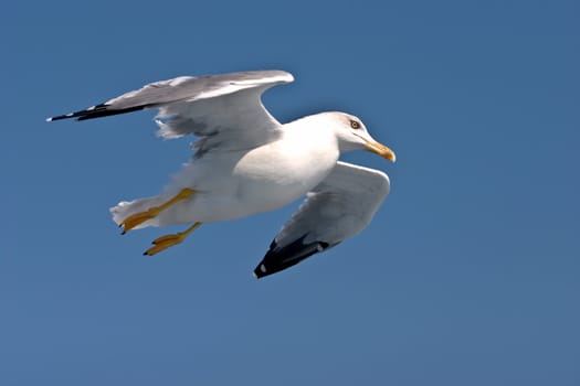 seagull in denmark