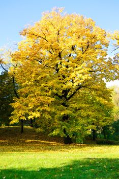 Autumn Morning Light in Park with Yellow Maple Tree