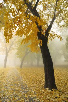 Autumn Morning Fog in Park with Yellow Maple Tree