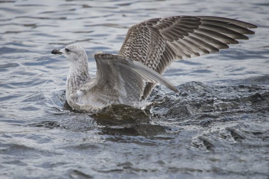 the young herring gulls (larus argentatus) is a common seabird widespread around the harbor, and tista river in Halden, the picture is shot one february day in 2013