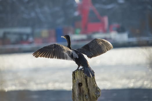 great cormorant sitting on a pole into the river in the sunshine, the image is shot at the tista river in halden one day in february 2013