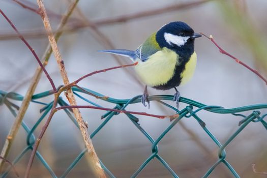 great tit sitting on a branch in a forest in halden municipality, picture is shot one day in february 2013